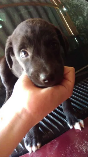 Cachorro raça Capa preta e vira-lata idade Abaixo de 2 meses nome Preta