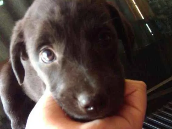 Cachorro ra a Capa preta e vira-lata idade Abaixo de 2 meses nome Preta