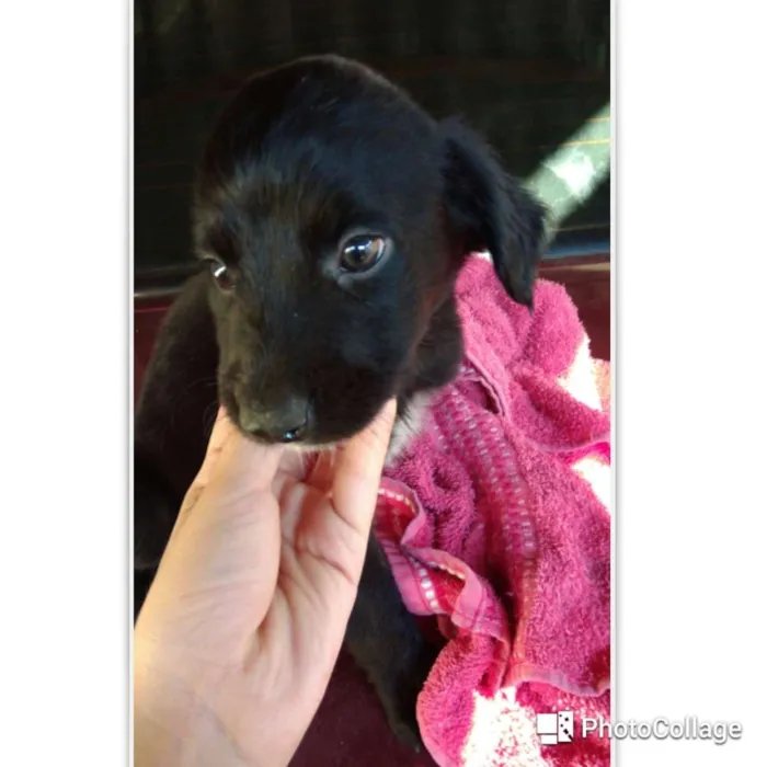 Cachorro ra a Capa preta e vira-lata idade Abaixo de 2 meses nome Thiago