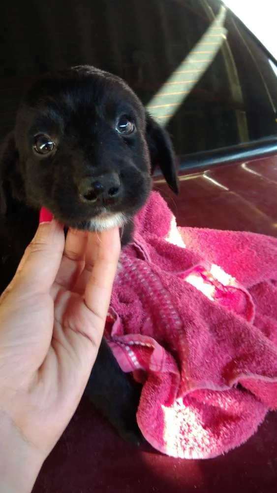 Cachorro ra a Capa preta e vira-lata idade Abaixo de 2 meses nome Thiago