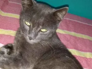 Gato raça Mestiço idade 7 a 11 meses nome Rey
