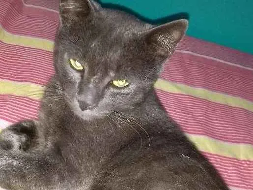 Gato ra a Mestiço idade 7 a 11 meses nome Rey