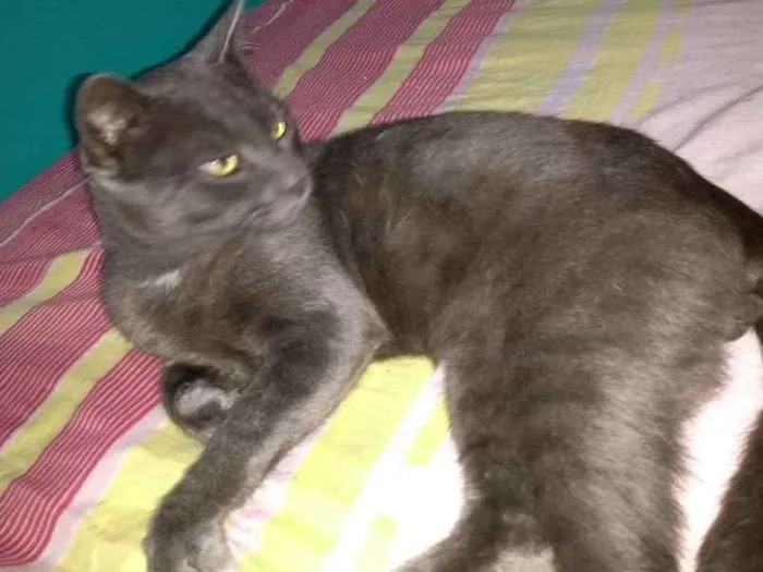 Gato ra a Mestiço idade 7 a 11 meses nome Rey