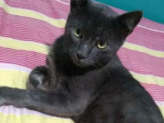 Gato ra a Mestiço idade 7 a 11 meses nome Rey
