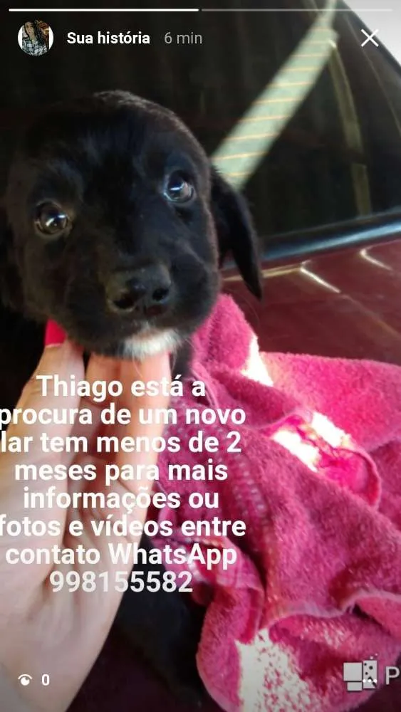 Cachorro ra a Capa preta e vira-lata idade Abaixo de 2 meses nome Thiago
