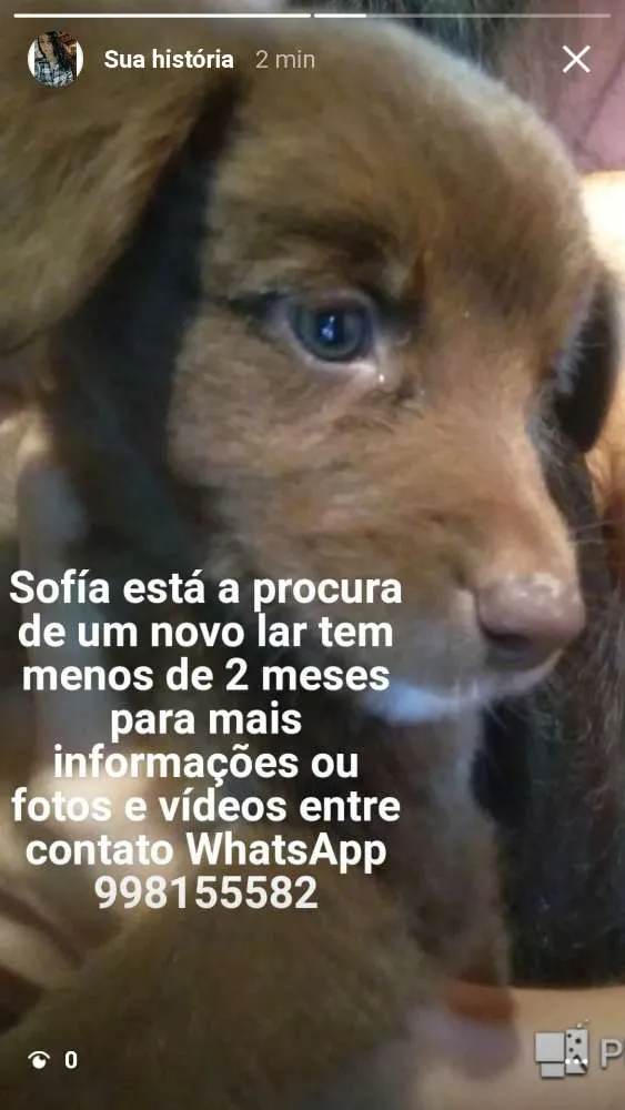 Cachorro ra a Capa preta e vira-lata idade Abaixo de 2 meses nome Sofia