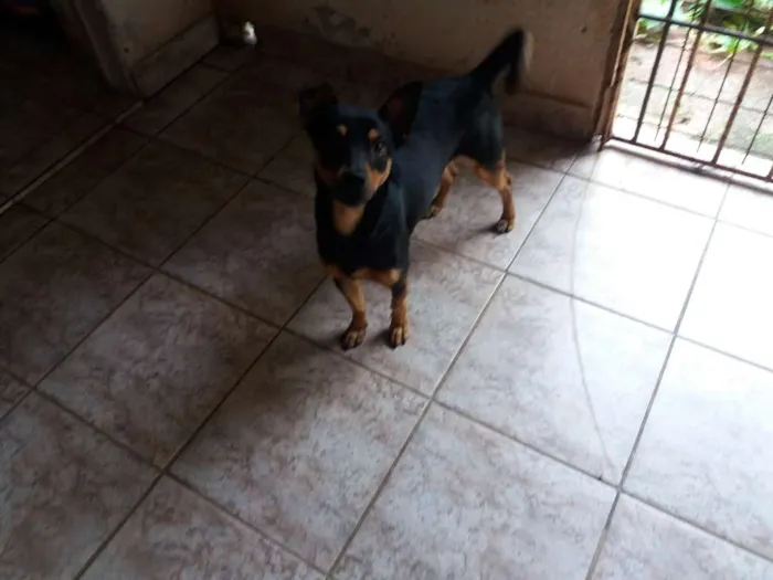 Cachorro ra a Não definida idade Abaixo de 2 meses nome Brucy