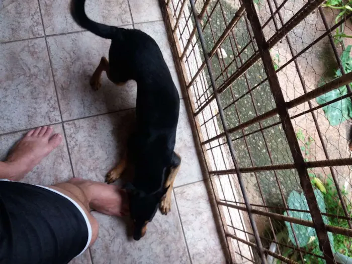 Cachorro ra a Não definida idade Abaixo de 2 meses nome Brucy