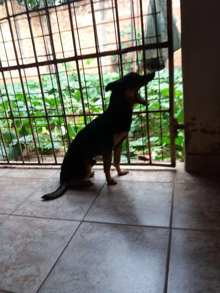 Cachorro ra a Não definida idade Abaixo de 2 meses nome Brucy