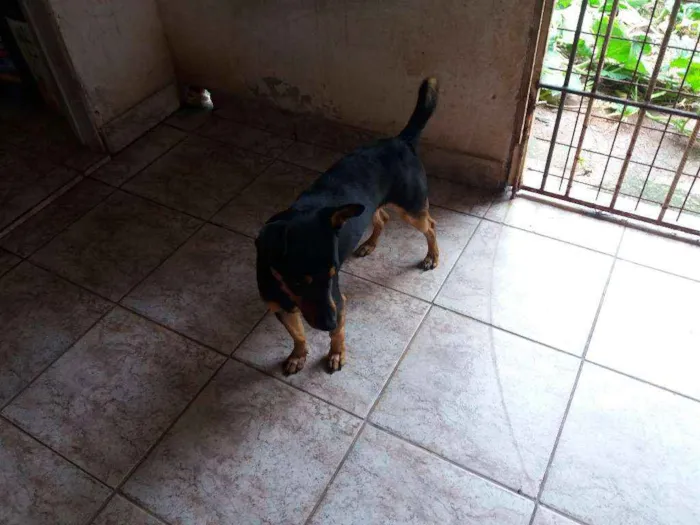 Cachorro ra a Não definida idade Abaixo de 2 meses nome Brucy