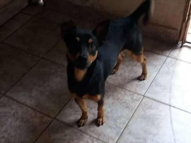 Cachorro ra a Não definida idade Abaixo de 2 meses nome Brucy