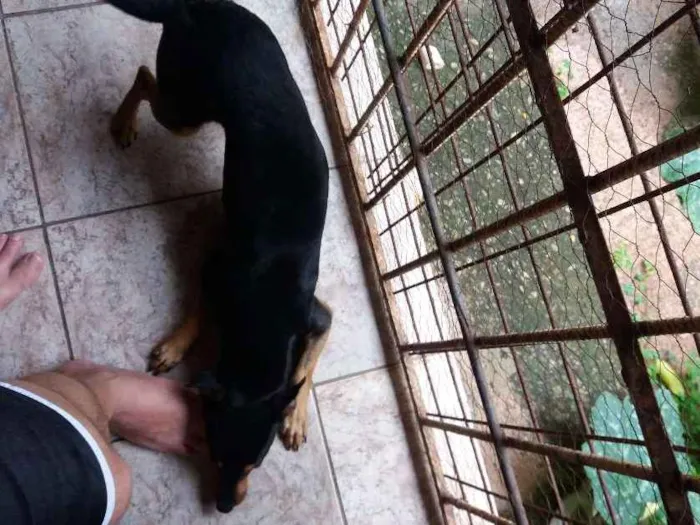 Cachorro ra a Não definida idade Abaixo de 2 meses nome Brucy