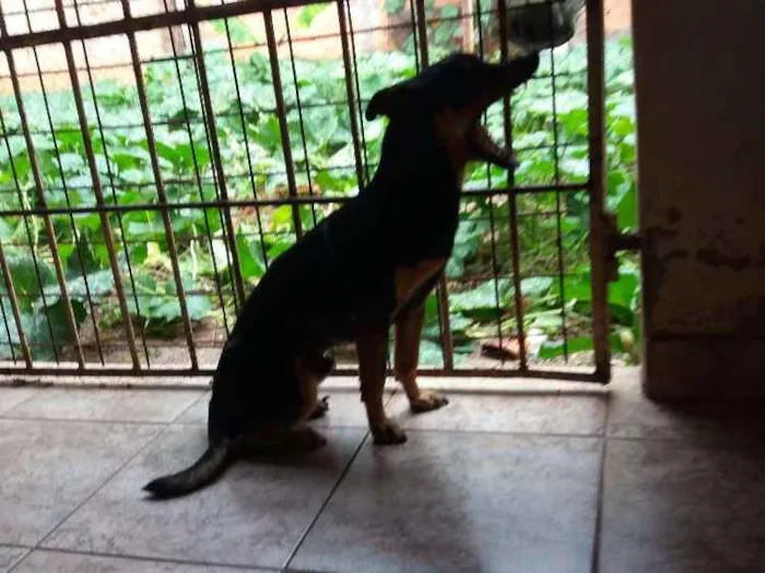 Cachorro ra a Não definida idade Abaixo de 2 meses nome Brucy