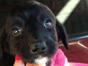 Cachorro raça Capa preta e vira-lata idade Abaixo de 2 meses nome Thiago