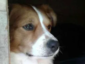 Cachorro raça Srd idade 2 anos nome Beagle