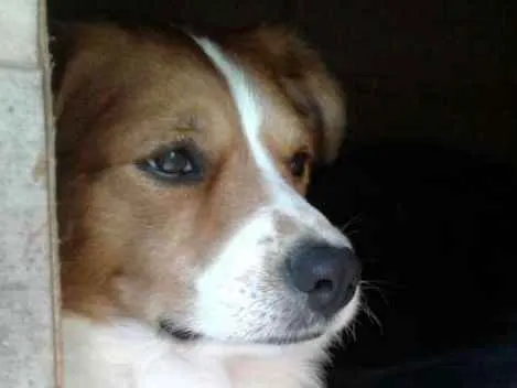 Cachorro ra a Srd idade 2 anos nome Beagle