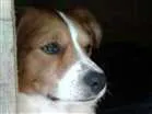 Cachorro raça Srd idade 2 anos nome Beagle