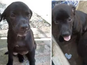 Cachorro raça Indefinida idade Abaixo de 2 meses nome 4 filhotinhos