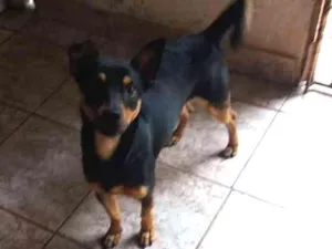 Cachorro raça Não definida idade Abaixo de 2 meses nome Brucy