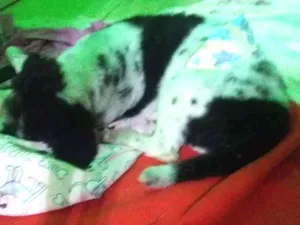 Cachorro raça Srd idade 2 anos nome Preta 