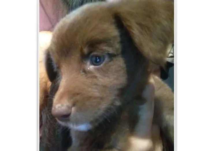 Cachorro ra a Capa preta e vira-lata idade Abaixo de 2 meses nome Sofia