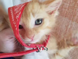 Gato raça Srd idade Abaixo de 2 meses nome Sem nome