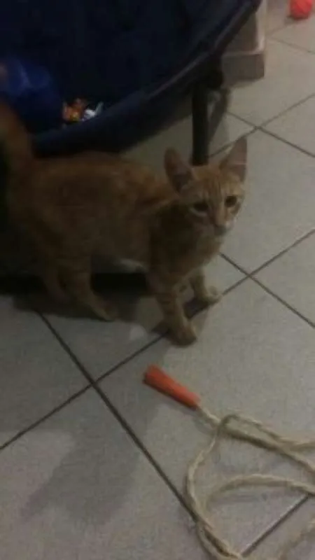 Gato ra a SRD idade 1 ano nome Sem nome definido