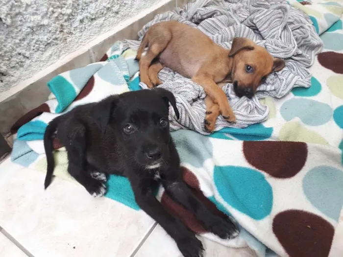 Cachorro ra a Desconhecida idade 2 a 6 meses nome Nao tem