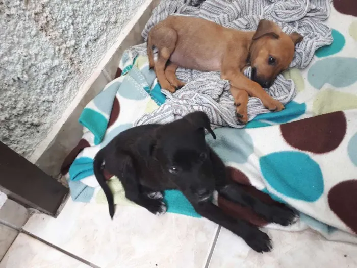 Cachorro ra a Desconhecida idade 2 a 6 meses nome Nao tem