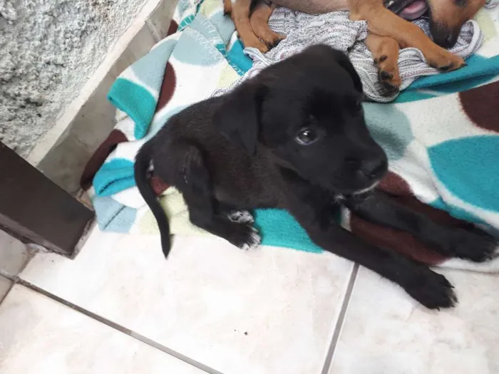 Cachorro ra a Desconhecida idade 2 a 6 meses nome Nao tem