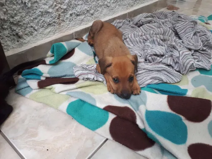 Cachorro ra a Desconhecida idade 2 a 6 meses nome Nao tem
