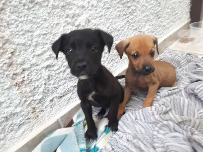 Cachorro ra a Desconhecida idade 2 a 6 meses nome Nao tem