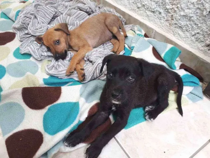 Cachorro ra a Desconhecida idade 2 a 6 meses nome Nao tem