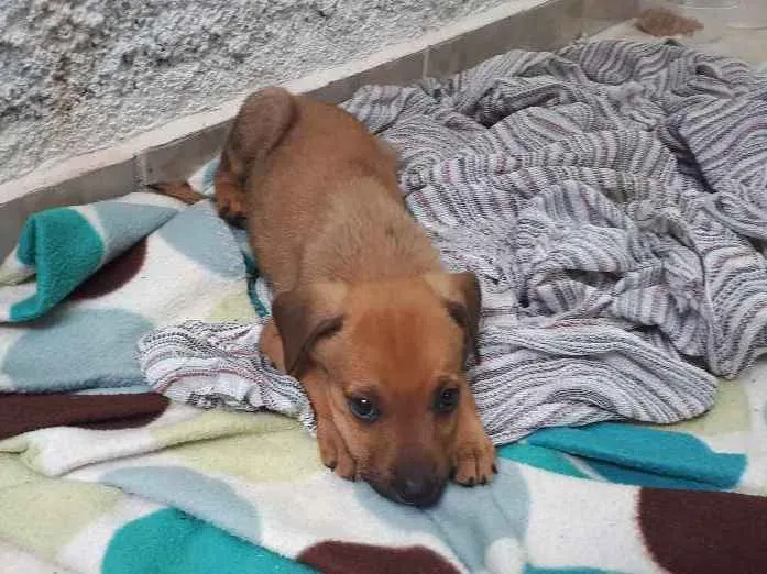 Cachorro ra a Desconhecida idade 2 a 6 meses nome Nao tem