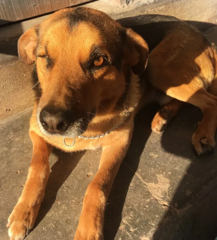 Cachorro ra a Sem raça definida idade 6 ou mais anos nome Ciborgue