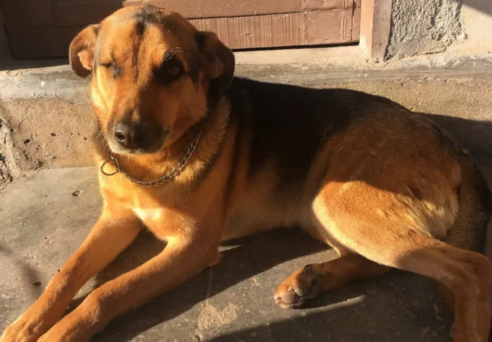 Cachorro ra a Sem raça definida idade 6 ou mais anos nome Ciborgue