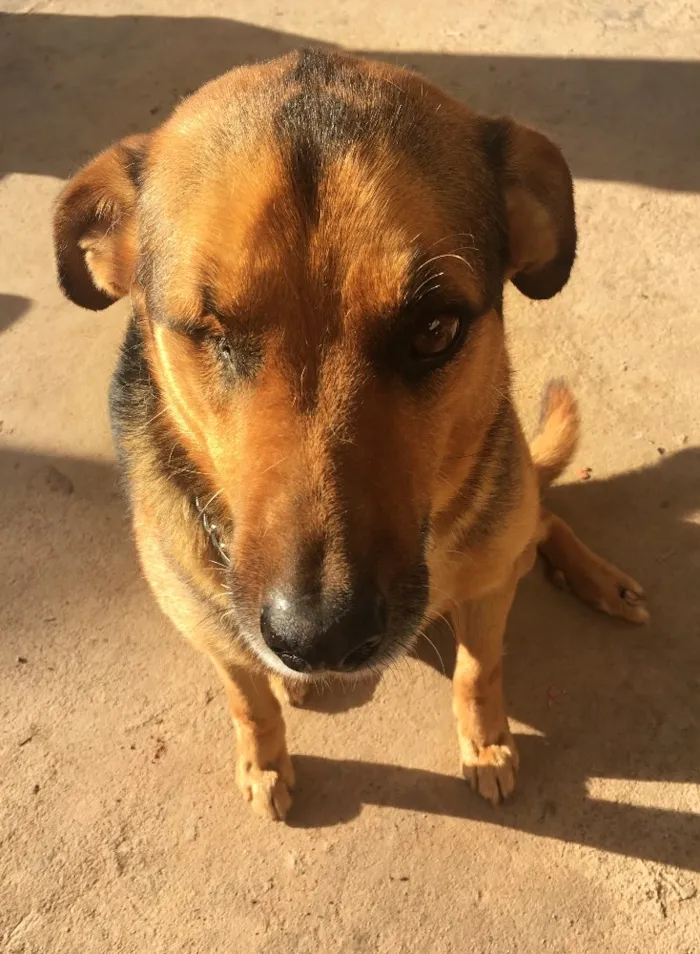 Cachorro ra a Sem raça definida idade 6 ou mais anos nome Ciborgue