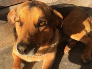 Cachorro raça Sem raça definida idade 6 ou mais anos nome Ciborgue