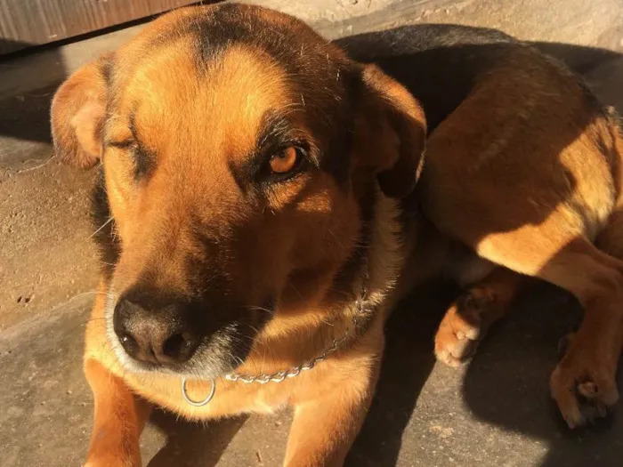 Cachorro ra a Sem raça definida idade 6 ou mais anos nome Ciborgue