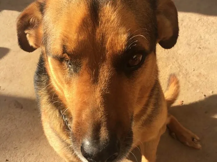 Cachorro ra a Sem raça definida idade 6 ou mais anos nome Ciborgue