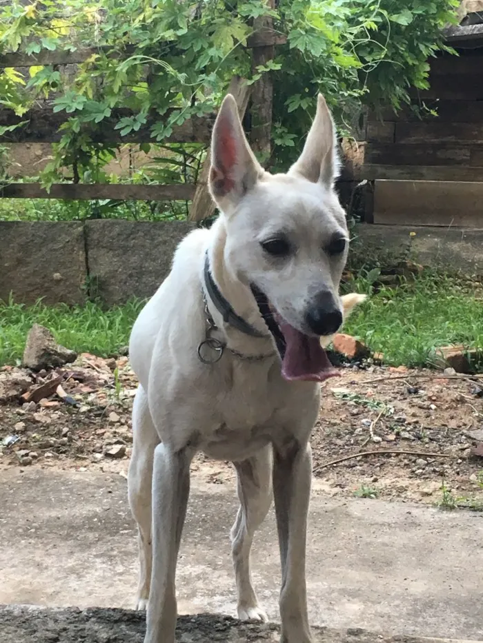 Cachorro ra a Sem raça definida idade 2 anos nome Miki