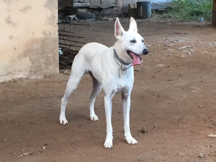 Cachorro ra a Sem raça definida idade 2 anos nome Miki