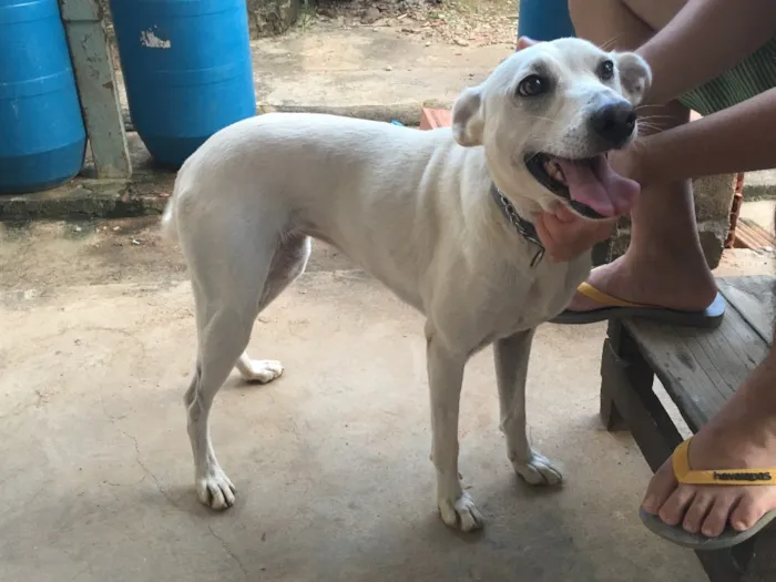 Cachorro ra a Sem raça definida idade 2 anos nome Miki
