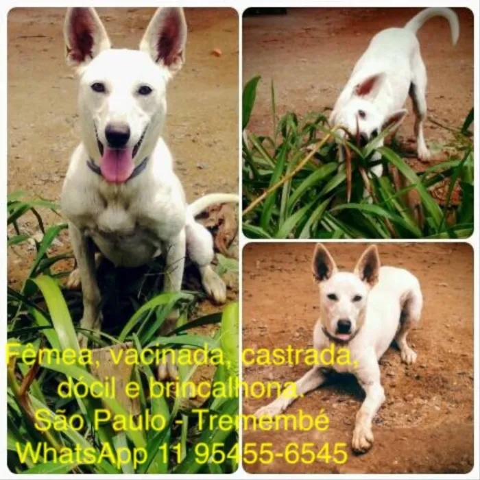 Cachorro ra a Sem raça definida idade 2 anos nome Miki
