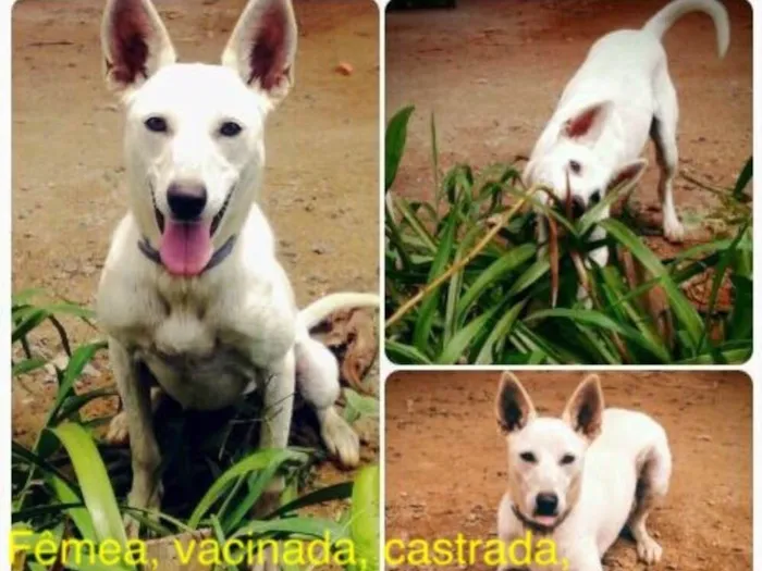 Cachorro ra a Sem raça definida idade 2 anos nome Miki