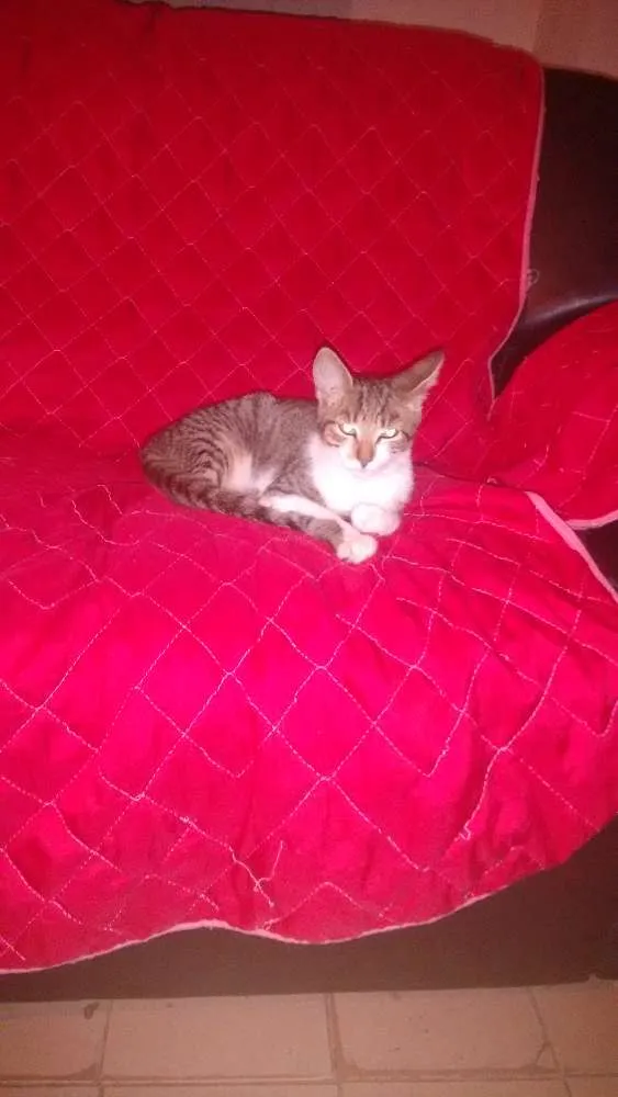 Gato raça Indefinido idade 2 a 6 meses nome Sem nomes