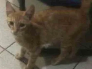 Gato raça SRD idade 1 ano nome Sem nome definido