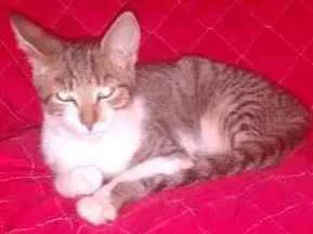 Gato raça Indefinido idade 2 a 6 meses nome Sem nomes