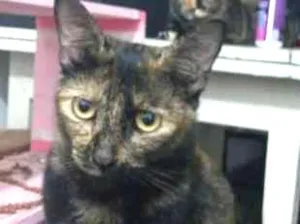 Gato raça Mestiça idade 3 anos nome Dandara