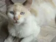 Marlene